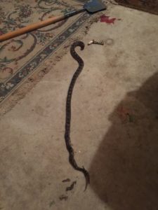 Bull Snake Image